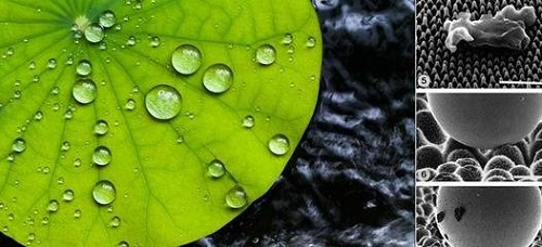 超疏水涂層